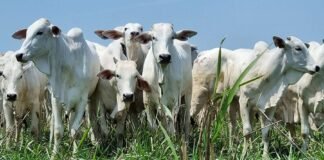 Arroba do boi gordo começa a dar sinais de queda; confira as cotações boi, integração lavoura-pecuária