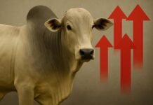 Arroba do boi gordo sobe R$ 5 em apenas um dia em três estados boi gordo preço em alta