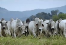 Assembleia Legislativa de MT aprova projeto de pecuária sustentável