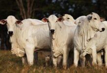 boi gordo, frigoríficos