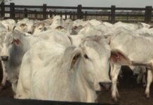 Brasil abre mercado para farinha de sangue bovino na Colômbia