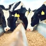 ração animal - mf magazine