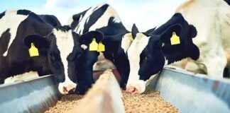 ração animal - mf magazine