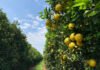 Carlos Ronquim - Deslocamentos da produção de laranjas também são alvos dos estudos