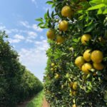 Carlos Ronquim - Deslocamentos da produção de laranjas também são alvos dos estudos