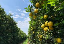 Carlos Ronquim - Deslocamentos da produção de laranjas também são alvos dos estudos