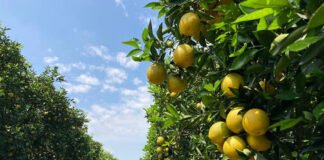 Carlos Ronquim - Deslocamentos da produção de laranjas também são alvos dos estudos