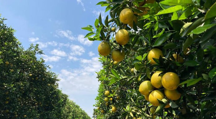 Carlos Ronquim - Deslocamentos da produção de laranjas também são alvos dos estudos