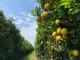 Cana e laranja ganham novas regiões de concentração da produção Carlos Ronquim - Deslocamentos da produção de laranjas também são alvos dos estudos