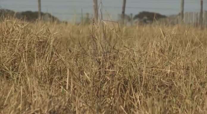 Chuvas marcam início do rebrote do capim e podem trazer riscos ao gado; veja como evitar
