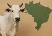 Com demanda externa aquecida, boi gordo sinaliza reação nos preços em outubro