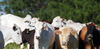 pecuária, gado , boi