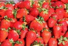 Francisco Lima - A Fênix, caracterizada por teor de açúcar e acidez equilibrados e aroma e cor intensa, entre outros atributos, tem ótima aceitação no mercado e facilidade de venda