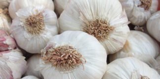 Paula Rodrigues - O objetivo do zoneamento para a cultura do alho foi identificar as áreas de menor risco climático e definir os melhores períodos de plantio no Brasil.