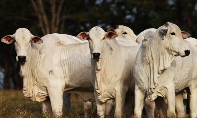 Encurtamento das escalas de abate mantém mercado do boi gordo aquecido boi gordo, frigoríficos