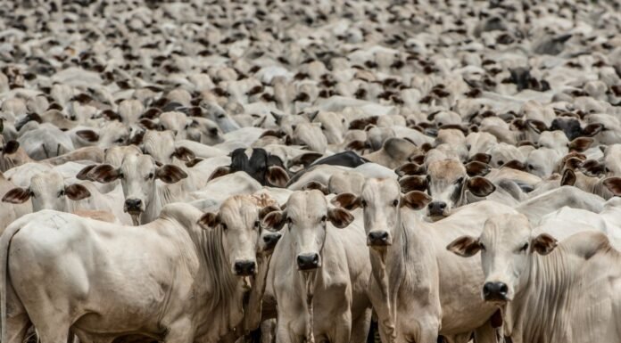 Indicador do Boi Gordo Datagro começa a semana com leve queda