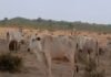 rebanho, desnutrição, mato grosso do sul