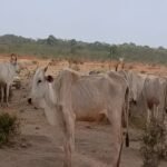 rebanho, desnutrição, mato grosso do sul