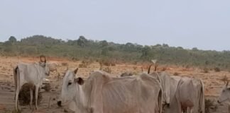 Investigação por maus-tratos a 8 mil bovinos gera multa milionária a pecuarista rebanho, desnutrição, mato grosso do sul