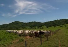 Manejo correto do pasto no período chuvoso garante produtividade na fazenda