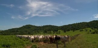 Manejo correto do pasto no período chuvoso garante produtividade na fazenda