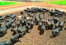 Pecuária brasileira: redução de emissões pode chegar a 92% até 2050, aponta FGV