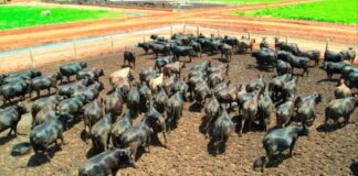 Pecuária brasileira: redução de emissões pode chegar a 92% até 2050, aponta FGV