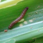 Pesquisa desvenda “diálogo químico” entre o milho e a lagarta-do-cartucho Marina Pessoa - A lagarta-do-cartucho (Spodoptera frugiperda) é uma das pragas mais destrutivas para a agricultura brasileira