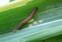 Marina Pessoa - A lagarta-do-cartucho (Spodoptera frugiperda) é uma das pragas mais destrutivas para a agricultura brasileira
