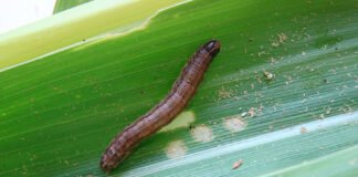 Marina Pessoa - A lagarta-do-cartucho (Spodoptera frugiperda) é uma das pragas mais destrutivas para a agricultura brasileira