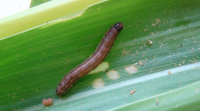 Marina Pessoa - A lagarta-do-cartucho (Spodoptera frugiperda) é uma das pragas mais destrutivas para a agricultura brasileira