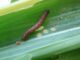 Marina Pessoa - A lagarta-do-cartucho (Spodoptera frugiperda) é uma das pragas mais destrutivas para a agricultura brasileira