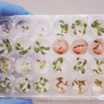 Debora Barreto - O extrato do fungo foi submetido em um bioensaio em sementes de alface. A foto acima mostra o extrato bruto do fungo Fusarium (em vermelho) inibindo a germinação de sementes de dicotiledônea (alface)