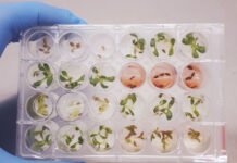 Pesquisadores identificam substância inédita e promissora para o desenvolvimento de novos bioinsumos Debora Barreto - O extrato do fungo foi submetido em um bioensaio em sementes de alface. A foto acima mostra o extrato bruto do fungo Fusarium (em vermelho) inibindo a germinação de sementes de dicotiledônea (alface)