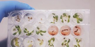 Debora Barreto - O extrato do fungo foi submetido em um bioensaio em sementes de alface. A foto acima mostra o extrato bruto do fungo Fusarium (em vermelho) inibindo a germinação de sementes de dicotiledônea (alface)