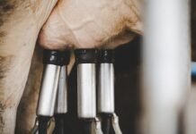 pecuária leiteira - leite - produtos - subcomissão na câmara