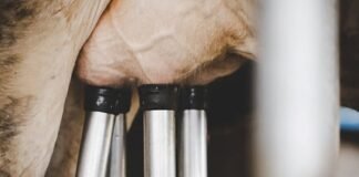 pecuária leiteira - leite - produtos - subcomissão na câmara