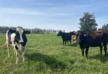 Produção de leite pode reduzir em até 70% o uso de água com boas práticas e manejo eficiente