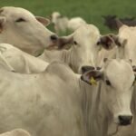 RS lança rastreabilidade individual de bovinos para acesso a mercados mais exigentes; entenda