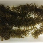 Rede de pesquisa internacional aposta em algas marinhas como alimento sustentável do futuro Fabíola Fogaça -