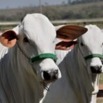 Rumores de retração nas compras da China marcam o fim da semana do boi gordo gado de elite, Rabobank