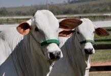 gado de elite, Rabobank