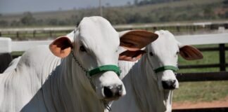 gado de elite, Rabobank