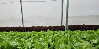 Diva Gonçalves - O sistema de reuso de solução nutritiva drenada é utilizado também no cultivo hidropônico de folhosas