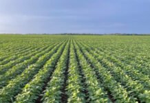 Tocantins inicia safra 2025/26 com boas perspectivas e avanços tecnológicos no campo