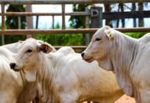 bovinos a srem vacinados contra brucelose