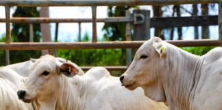 bovinos a srem vacinados contra brucelose