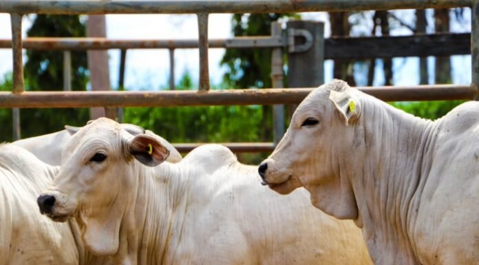 Vacinação contra brucelose segue obrigatória em SP e exige atenção dos produtores bovinos a srem vacinados contra brucelose