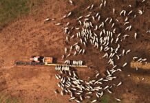 qualidade da mistura do suplemento pode definir desempenho do rebanho; entenda