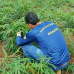 Adapec intensifica prevenção à praga vassoura-de-bruxa na mandioca durante período chuvoso no Tocantins